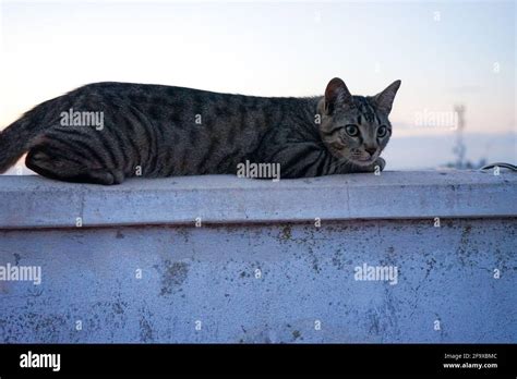 Sweet Little Stray Cat Relaxing On Roof In Torrevieja Spain Stock