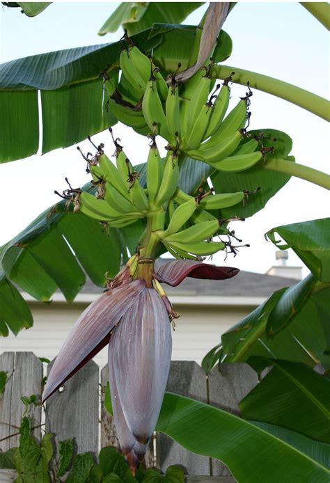 We did not find results for: Banana tree with full fo fruit.JPG Hi-Res 720p HD