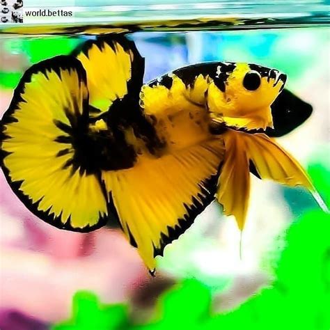 Yellow Dragon Hellboy Betta Fish - BETTAKUS