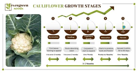 Cauliflower Growing Stages A Beginner Friendly Process Breakdown