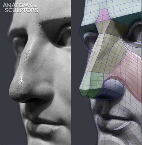 The Nose Anatomy For Sculptorsanatomy Nose Sculptors Anatomy