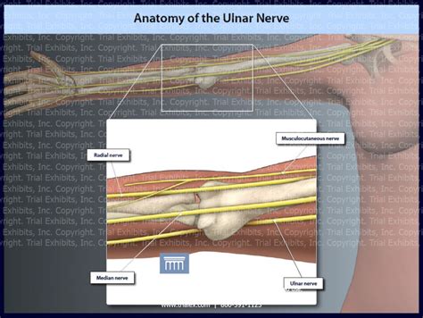 Anatomy Of The Ulnar Nerve Trialexhibits Inc