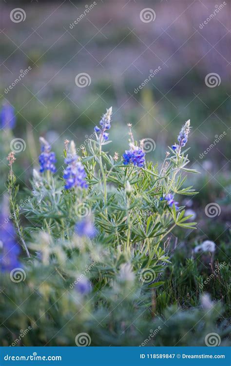 Colorado Alpine Wildflower Stock Image Image Of Beauty 118589847