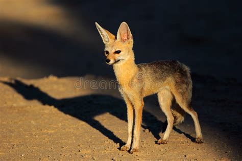 Cape Fox Stock Photo Image Of Scavenger Chama Habitat 13719992