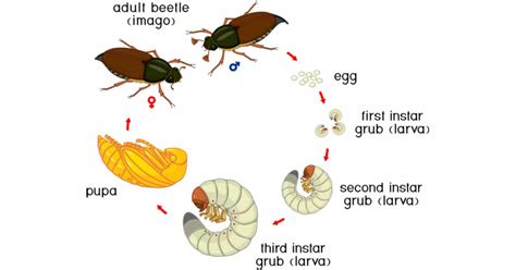 beetle life cycle learn about nature