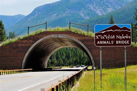 Montana Highway 2 Animals Bridge Photograph By Kae Cheatham