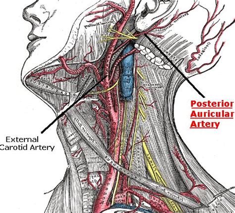 Posterior Auricular Artery Science And Natural Phenomena