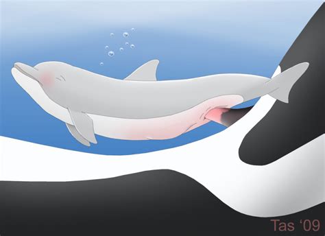 Rule 34 Blush Cetacean Dolphin Female Feral Male Marine Orca Penetration Penis Pussy Sex Size