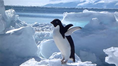 Cute Adelie Penguins On The Antarctic Sea Ice Animals In Hd Youtube