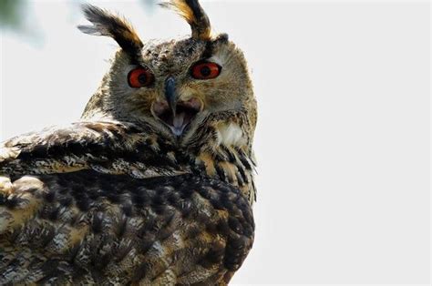 25 Scary Owl Photos Thatll Definitely Give You Chills Scary Owl Owl