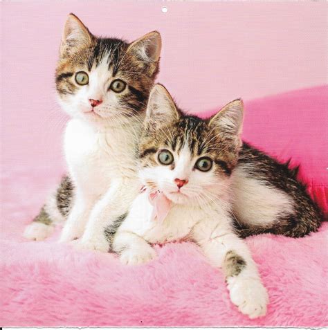 Kitty Kitty Whiskers Cuddly Cats And Kittens Feline Sweet Nature