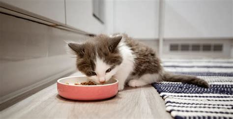 Yavru Kediler Nasıl Beslenir