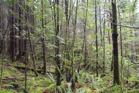Stave Dam Forest Interpretation Trail Vancouver Trails