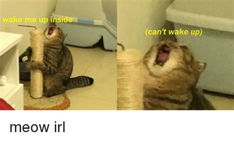 Wake Me Up Inside Cant Wake Up Meow Irl Life Meme On Sizzle