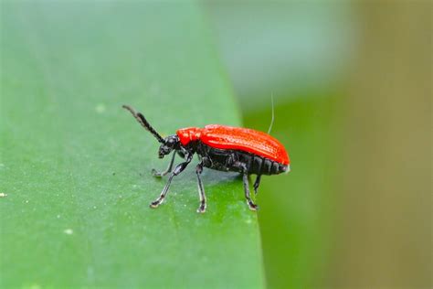 3 easy ways to get rid of scarlet lily beetles wallish greenhouses in 2020 lily beetle