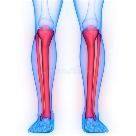 Human Skeleton System Tibia And Fibula Bone Joints Anatomy Stock