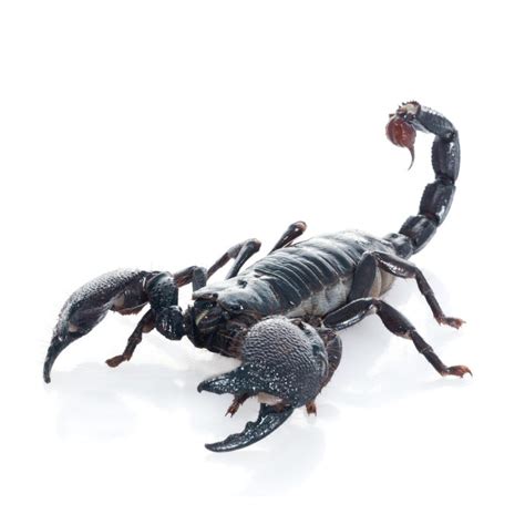 Emperor Scorpion Evolution Reptiles