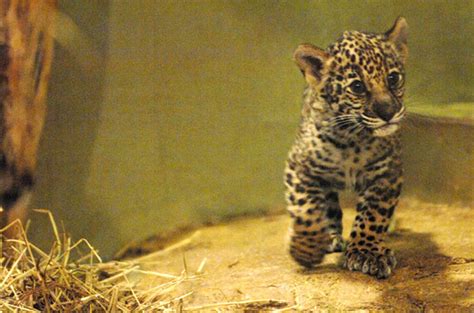 Meskers Baby Jaguars Go On Display Jag Cam