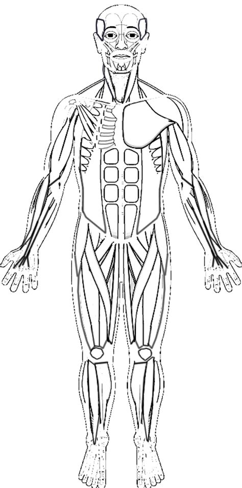 Human Muscles Coloring Sketch Coloring Page