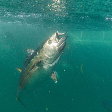 Bluefin Tuna Guide How To Identify A Bluefin Tuna How Long Do They