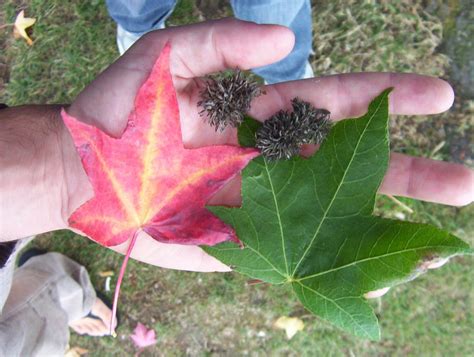 Tree Identification Sweetgum