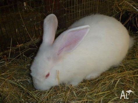 New Zealand White Rabbits For Sale In Hopeland Western Australia