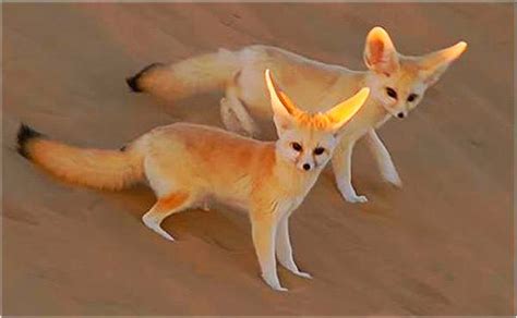Nature Amazing Animals And Plants Of The Sahara Desert
