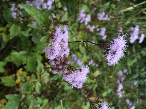 Purple flowers are stunning (imho). Florida Wildflowers: Blue Mistflower | Gardening in the ...