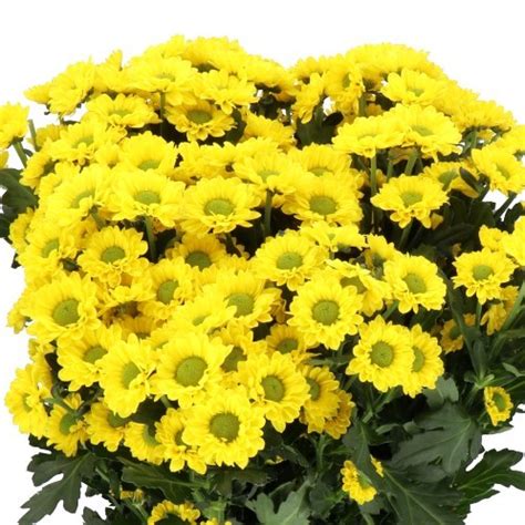 CHRYSANT SAN DINKY 55cm Wholesale Dutch Flowers Florist Supplies UK