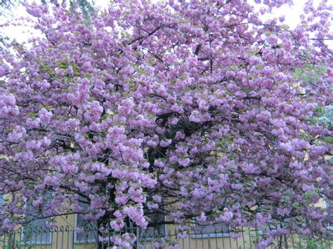 Carpinus betulus, ginko biloba ed altri ancora: R:Prunus serrulata KanzanTra gli alberi da fiori-rosa a ...