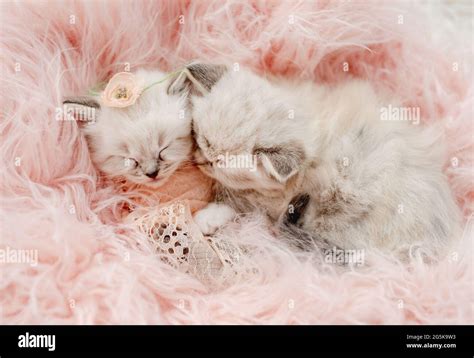 Ragdoll Kittens Photos Newborn Style Stock Photo Alamy