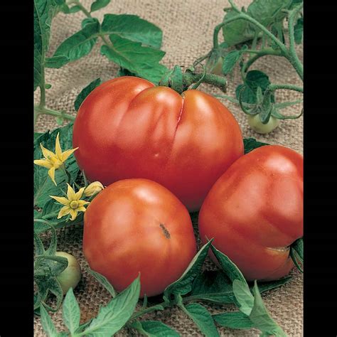 Growfresh Tomato Grosse Lisse Cell Pack Vege Mitre 10
