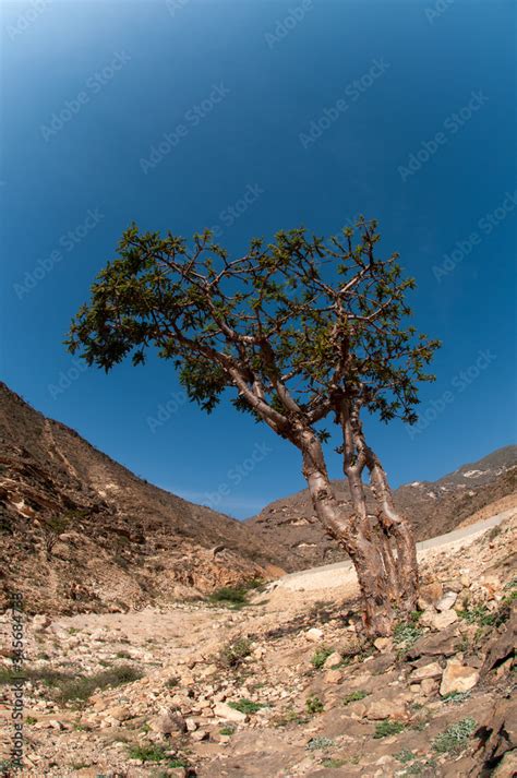 Wadi Dawkah Is A Natural Park Of Famous Frankincense Trees Dhofar