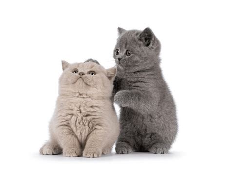 43,994 British Shorthair Breeds Royalty-Free Images, Stock Photos