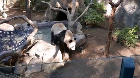 Panda Trek San Diego Zoo Youtube