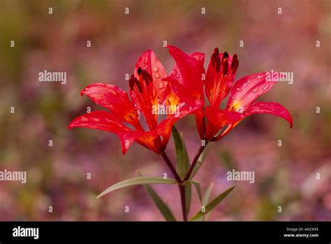 Western Red Lily Canada Hi Res Stock Photography And Images Alamy