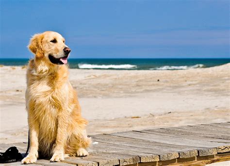 Las Mejores Playas para Perros en España RedCanina es
