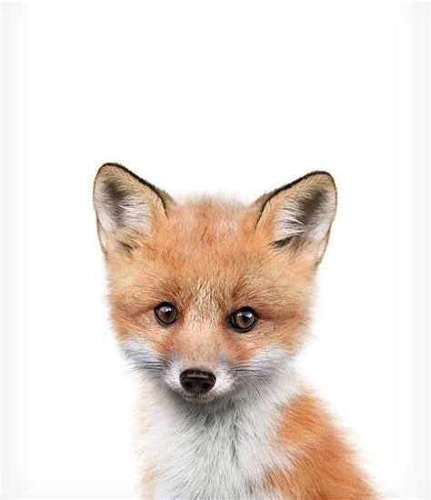 Fox Art Print Printable Fox Print Nursery Decor Animal Art Baby Animal Prints Nursery Wall