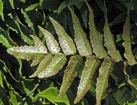 Our pictures show the japanese holly fern, cyrtomium falcatum, native to eastern asia, but in the wild growing from rock crevices, on coastal cliffs, streambanks, rocky slopes. Japanese Holly Fern : sori | Japanese Holly Fern Cyrtomium ...