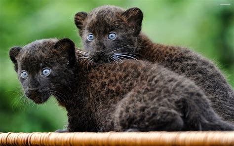 Suzys Animals Of The World Blog The Black Panther