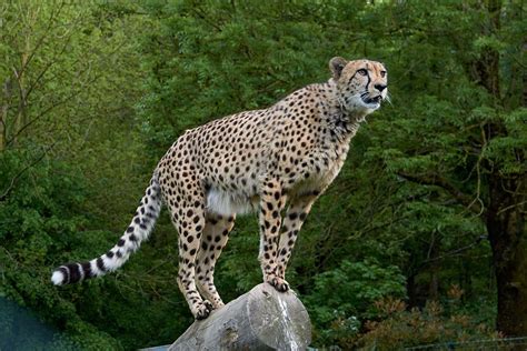 Cheetah Reintroduction In India A Detailed Explanation