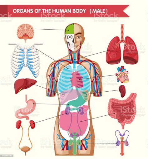 It is widely believed that there are 100 organs; Chart Showing Organs Of Human Body Stock Illustration ...