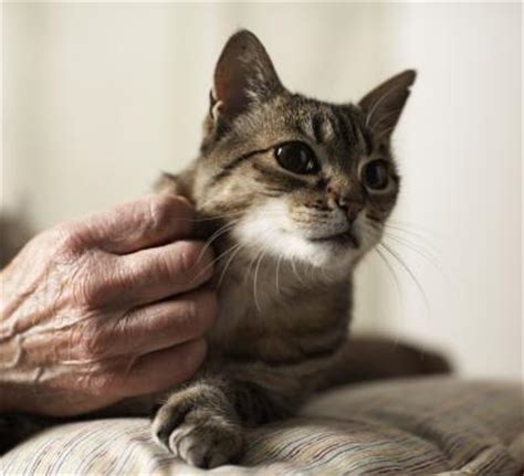 Signs your cat is dying and it is time to say goodbye if you are a proud parent of a senior cat, you are well aware of the fact that old age comes with its fair share of health issues. A Cat's Response to a Sick & Dying Cat - Pets