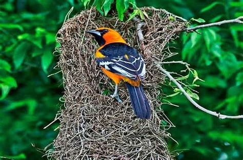 9 Different Types Of Bird Nests And How To Spot Them Birds And Blooms