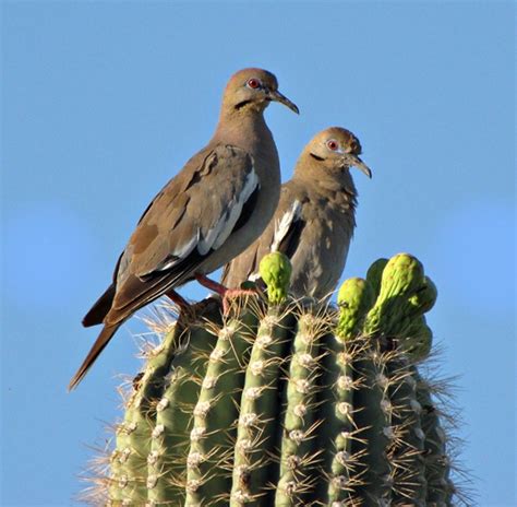 Saguarodoves In Tucson Az Dove Hunting Cactus Doves