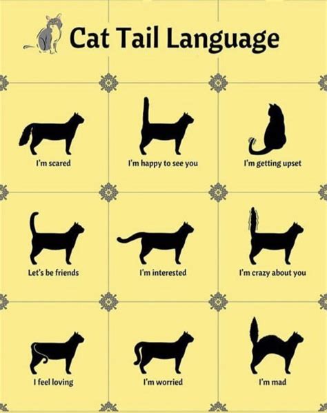 Pin By Tiffany Rose Princess On Cats Kittens Cat Tail Language Cat Language Cat Tail