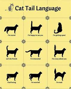 Pin By Tiffany Rose Princess On Cats Kittens Cat Language Cat