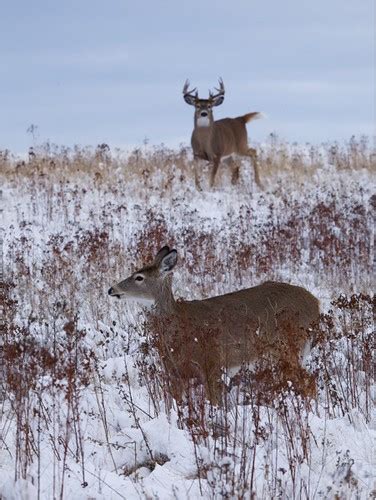 Whitetail Deer Breeding Pair In Snow All Of My Wildlife P Flickr