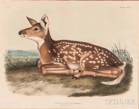 audubon john james 1785 1851 common american deer fawn plate lxxxi lot 1470 auction