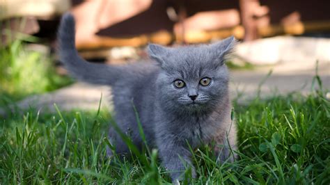 Gray Kitten Is Standing On Grass Field With Shallow Background Hd